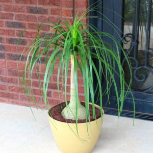 Ponytail Palm